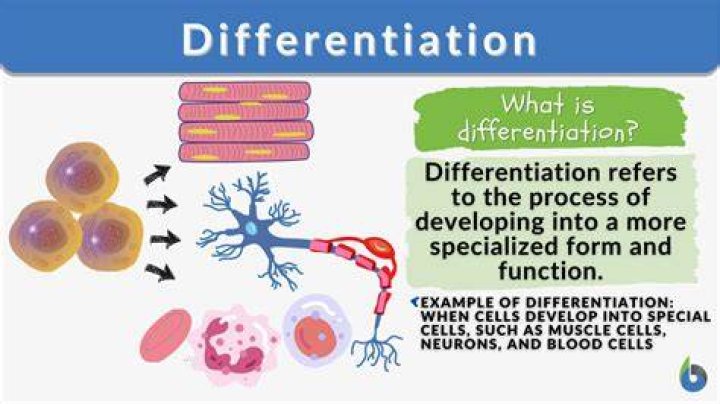 What is the differentiation theory