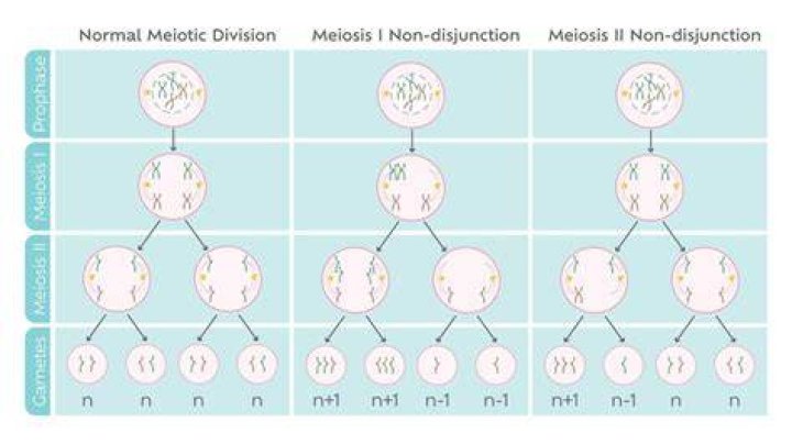 What is the first meiotic division
