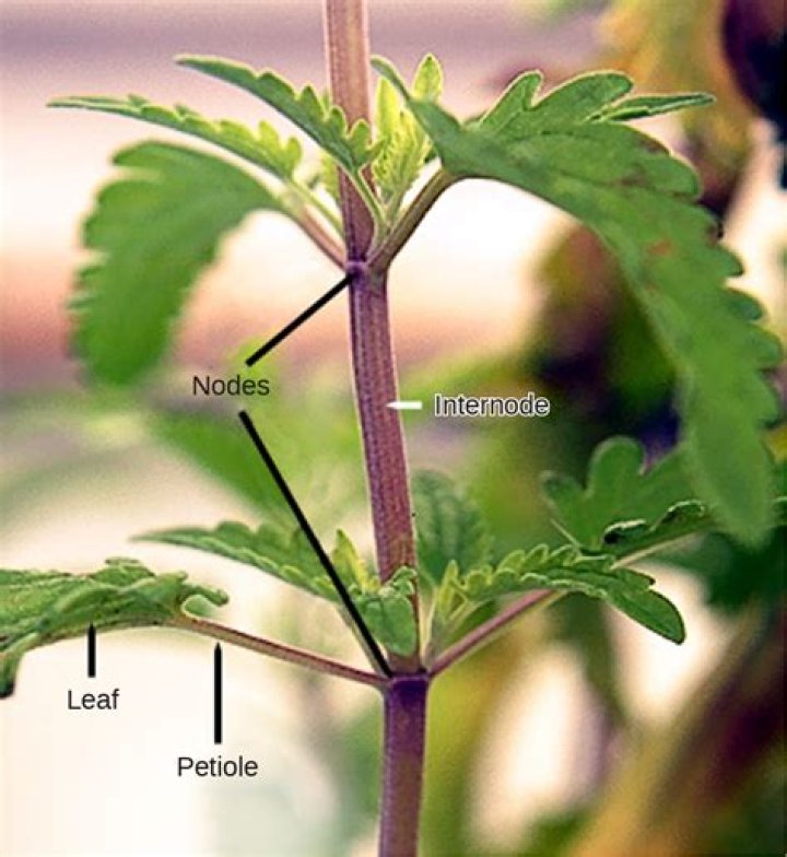 What is the function of a node in a plant