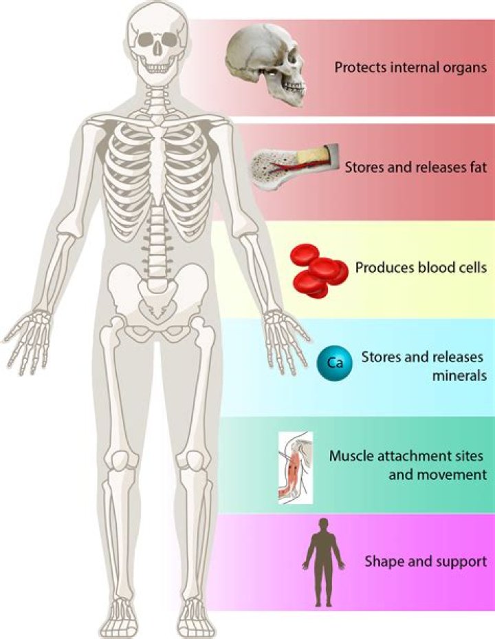 What is the function of dextran