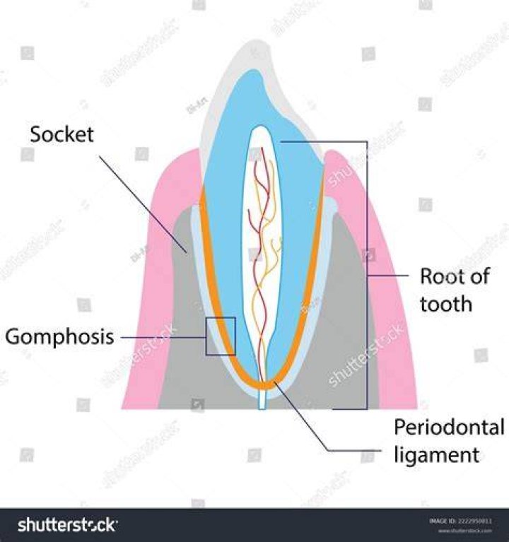 What is the function of Gomphosis