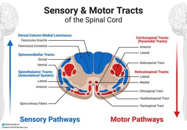 What is the function of motor pathways