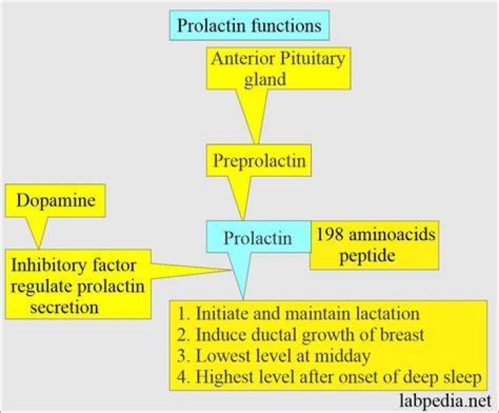 What is the function of prolactin