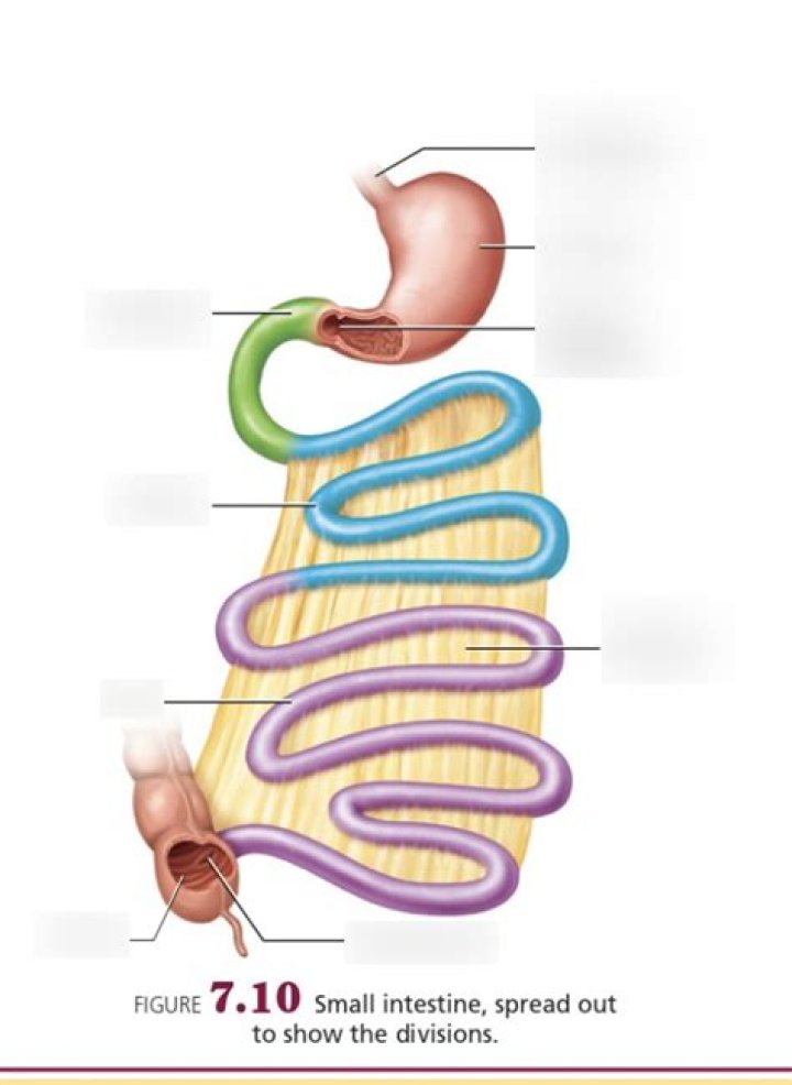 What is the function of the duodenum