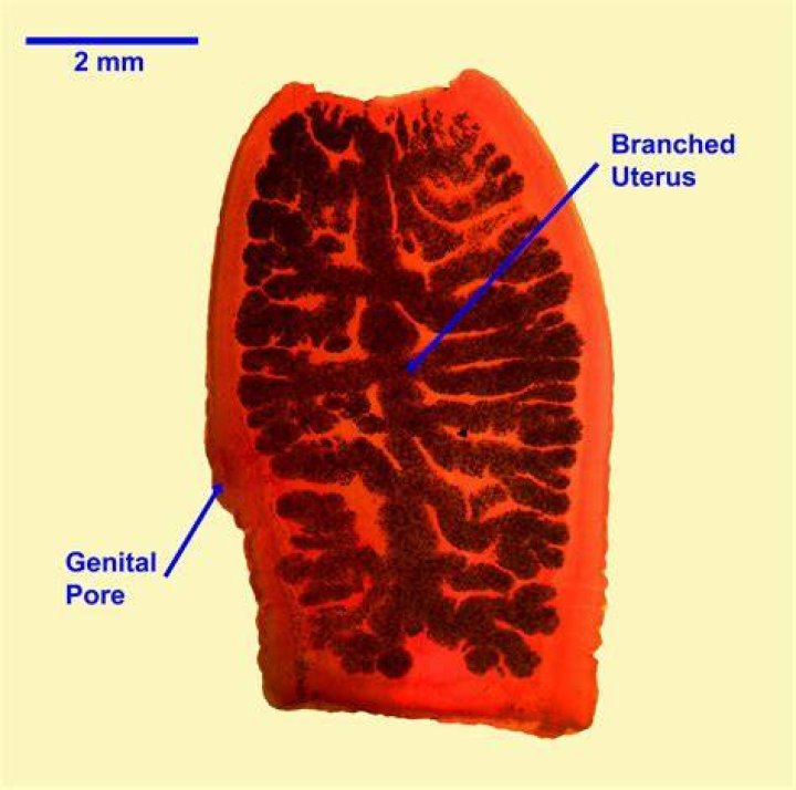 What is the gravid Proglottid