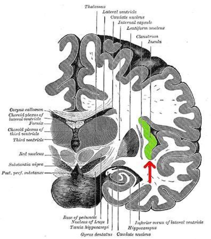 What is the insula responsible for