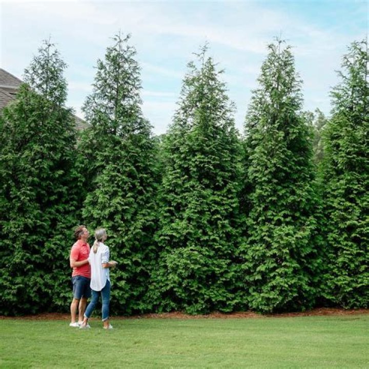 What is the largest arborvitae