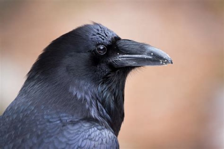 What is the largest Raven