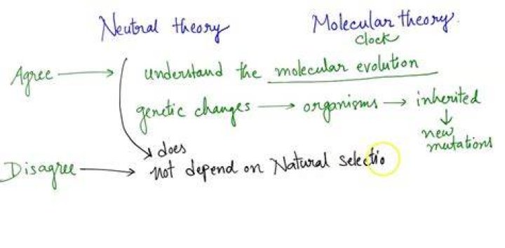 What is the molecular clock theory