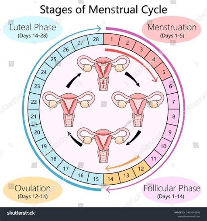 What is the normal phase