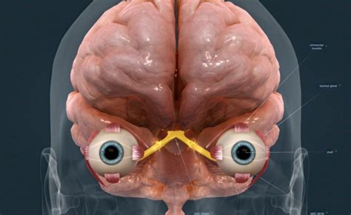 What is the optic chiasm function