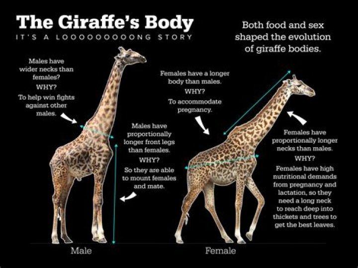 What is the pattern on a giraffe called