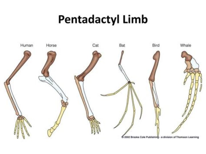 What is the Pentadactyl limb