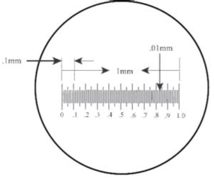 What is the stage micrometer