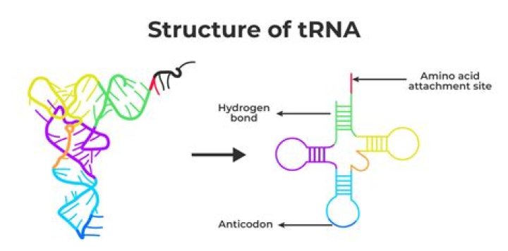 What is the tRNA Anticodon