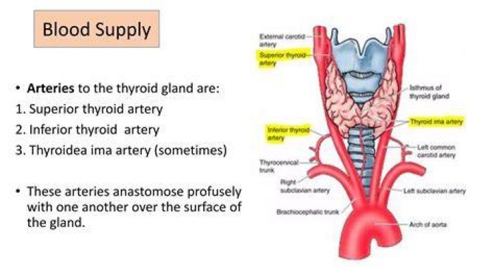What is Thyroid ima artery