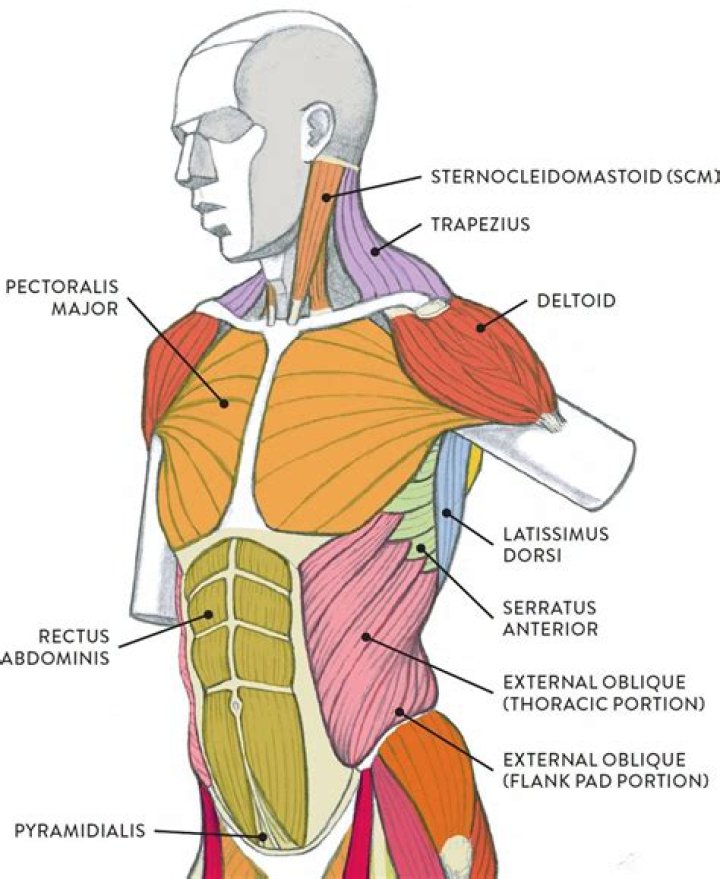 What is torso muscle