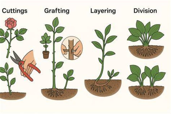 What is tree propagation
