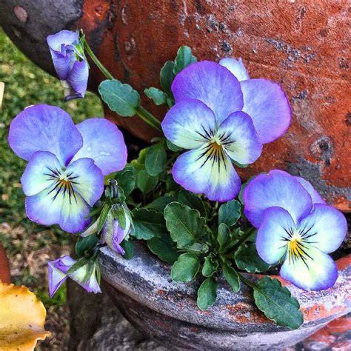 What is Viola herb