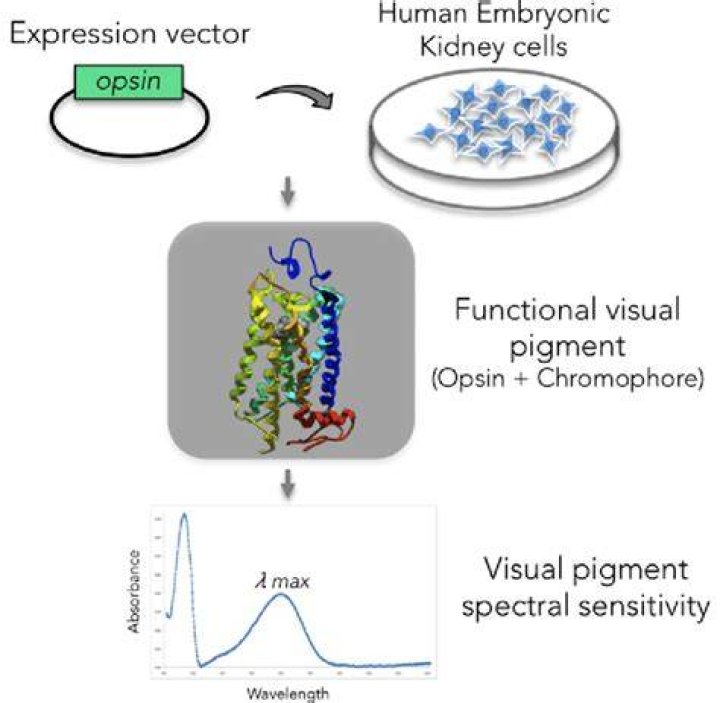 What is visual pigment regeneration