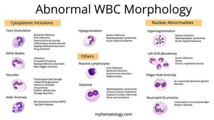 What is WBC morphology test