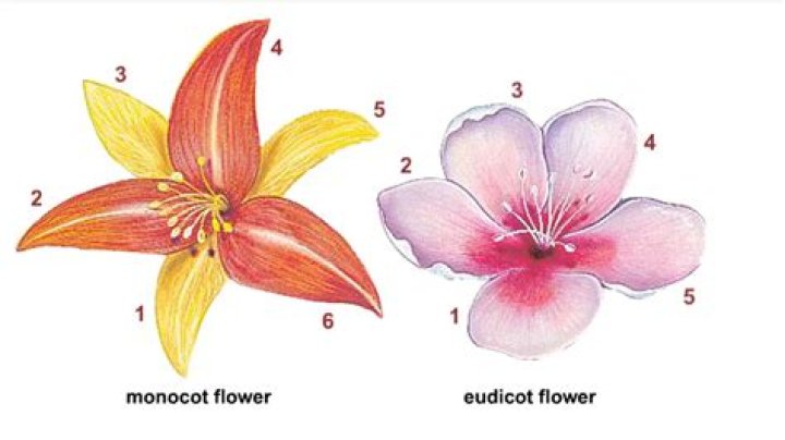What makes a flower a Monocot