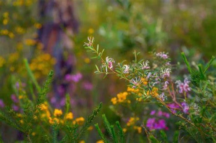 What makes a plant native