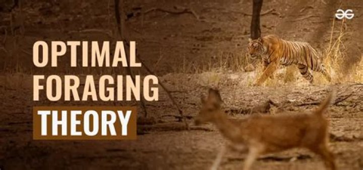 What makes foraging behavior optimal