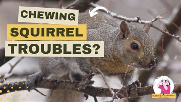 What material can Squirrels not chew through