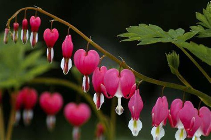 What month do bleeding hearts bloom