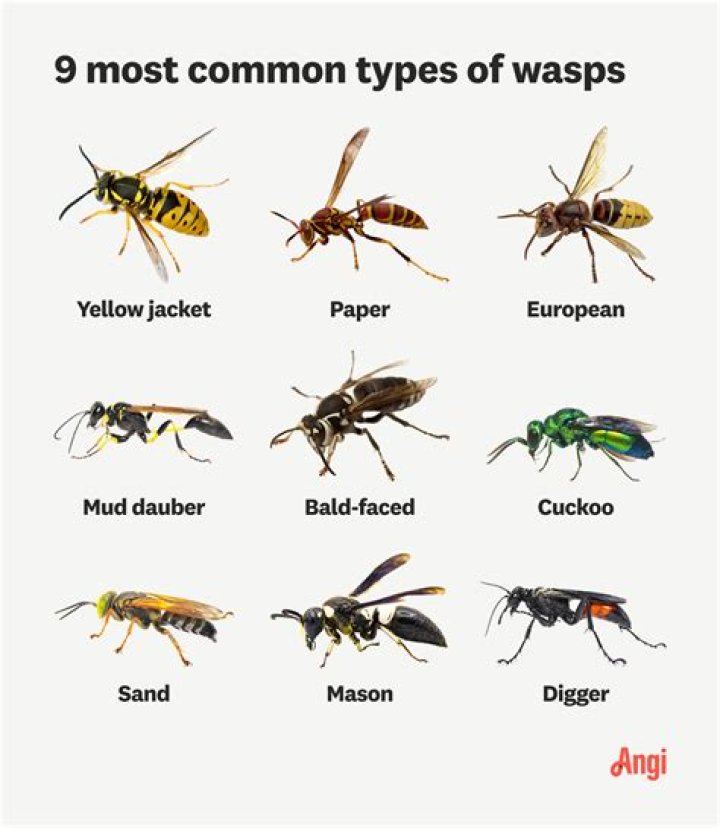 What months are wasps most active