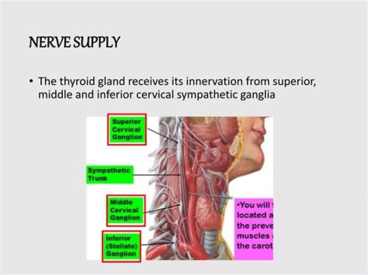 What nerve innervates the thyroid gland
