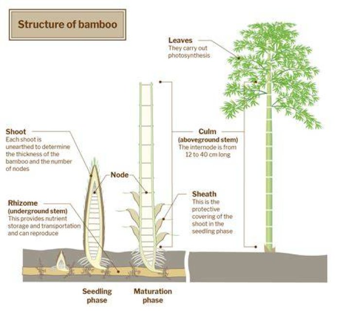 What plant does bamboo come from
