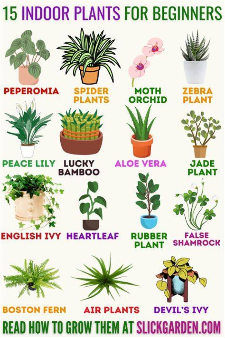 What plants are good for beginners