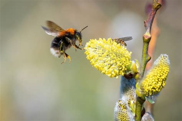What plants do bees like NZ