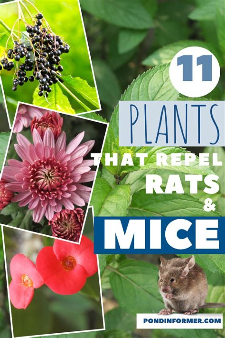 What plants keep mice away
