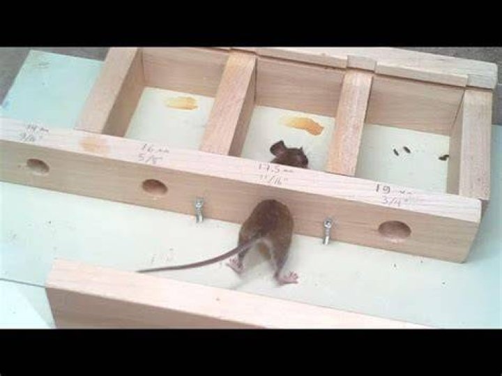 What size hole can a rat get through