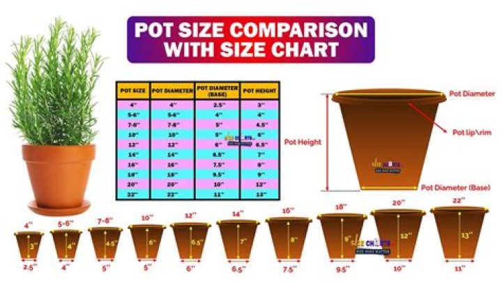 What size pots do herbs need
