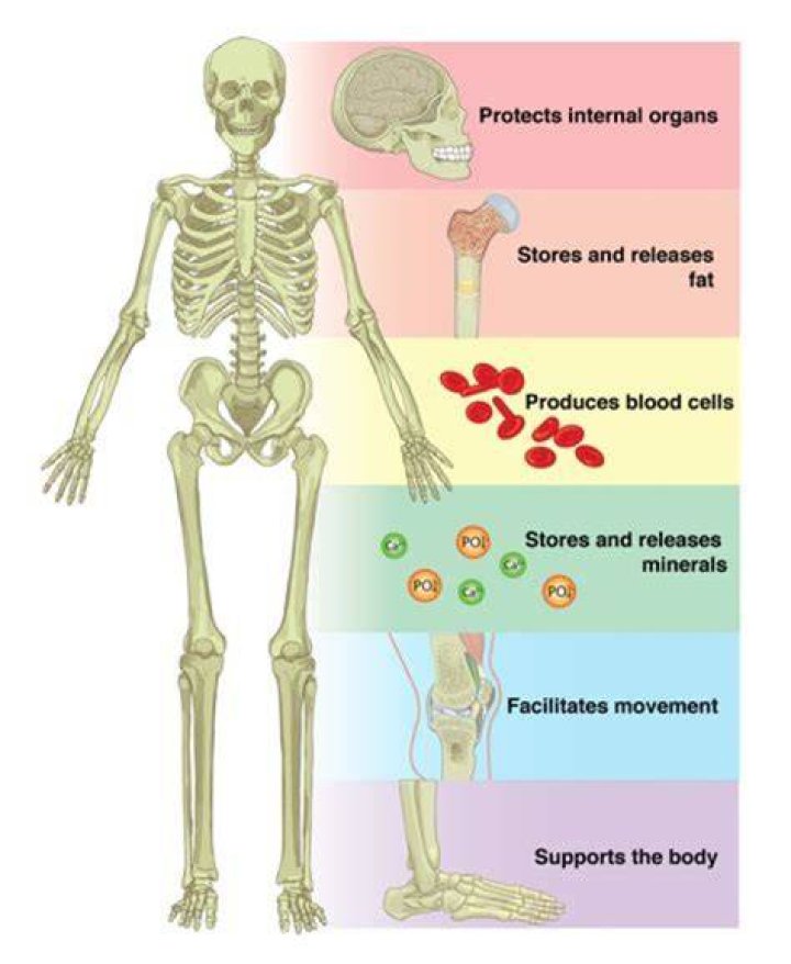 What skeleton protects vitals