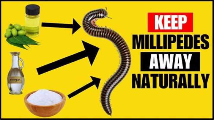 What spray will kill millipedes