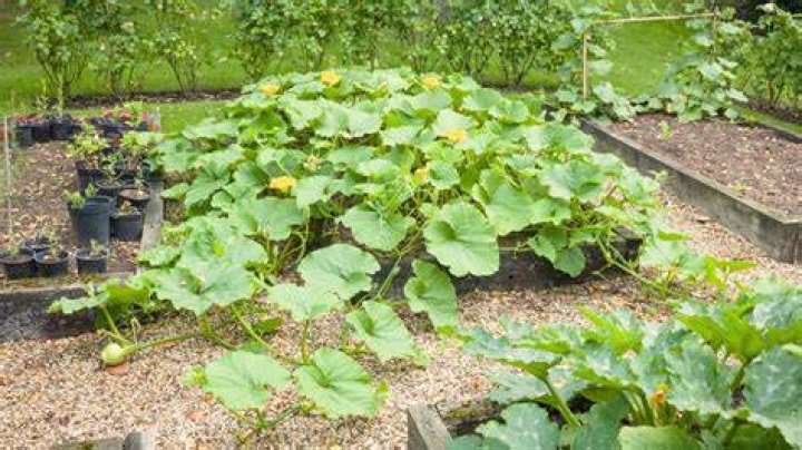 What squash can be planted together