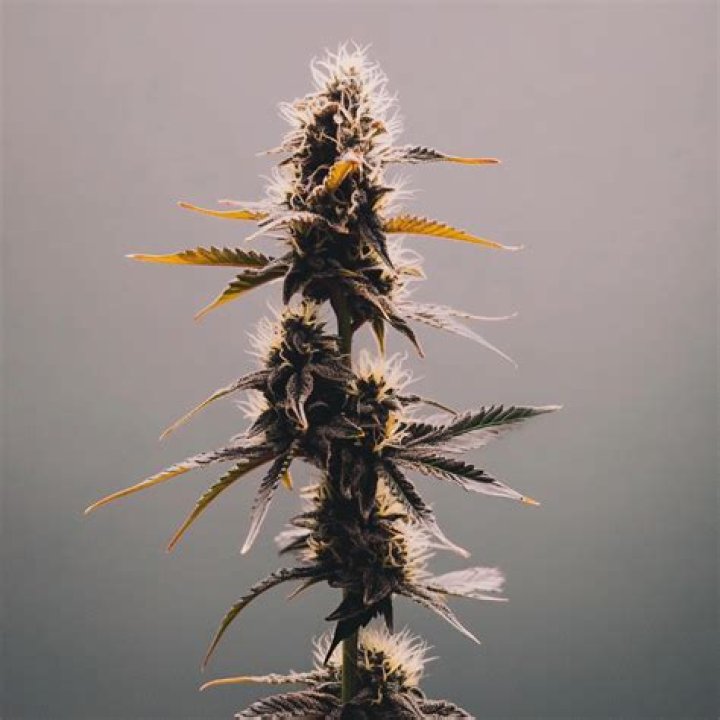 What strain is Deadhead OG