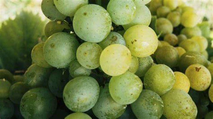 What strain is grape head