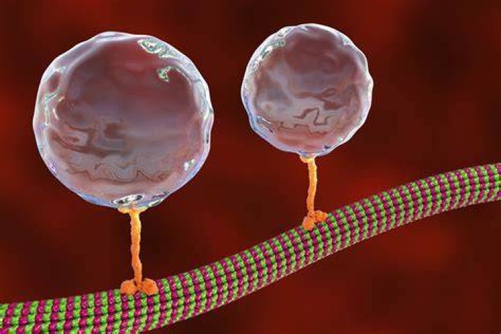 What structure carries out cell movement