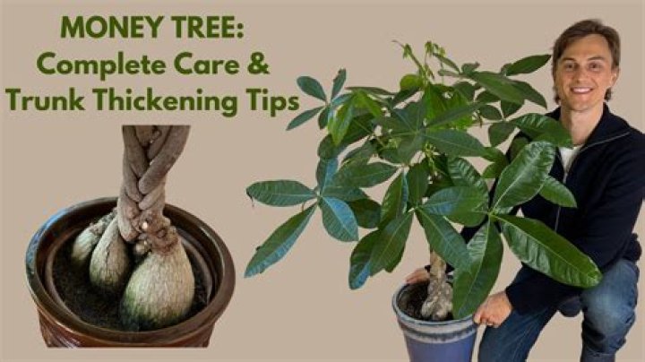 What time does the money tree close