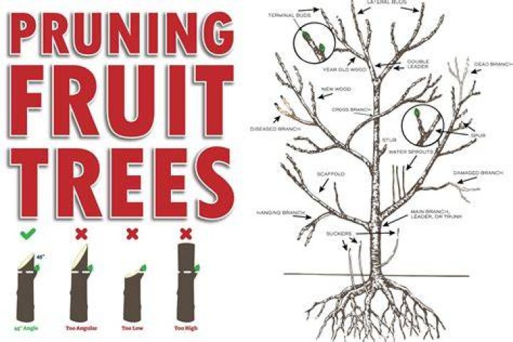 What to put on trees after pruning