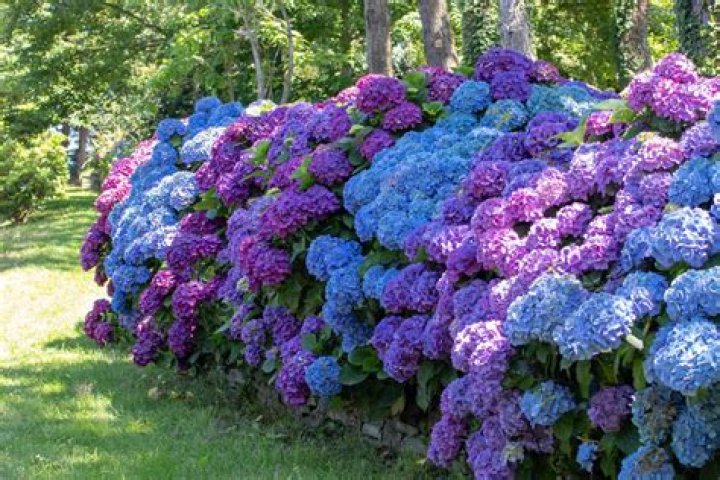 What to spray on hydrangeas for bugs