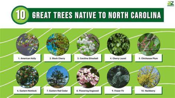 What trees are native to Oklahoma