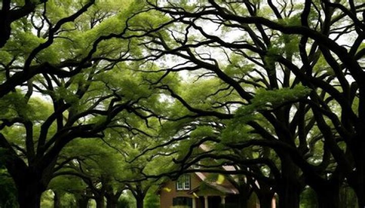 What trees block wind