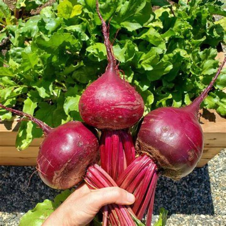 What vegetable looks like a beet